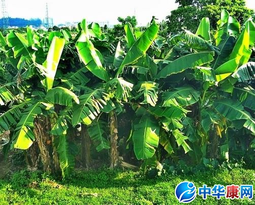 香蕉树