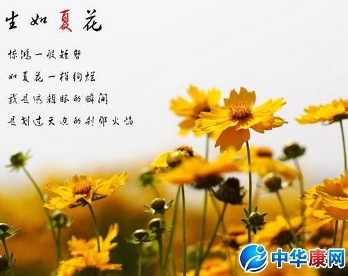 生如夏花是什么意思