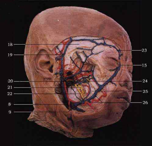 头部的静脉(1)_局部解剖学_中华康网