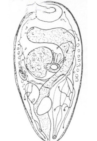 常见淡水鱼类吸虫囊蚴及华支睾吸虫囊蚴形态特征(牛首