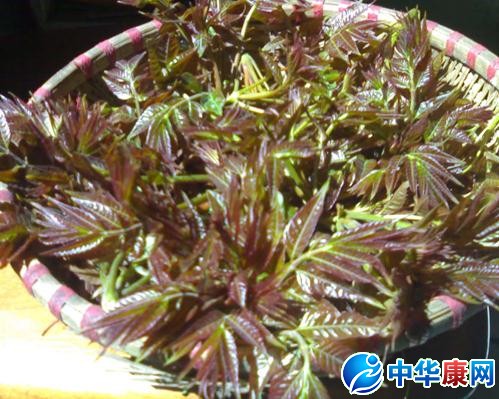 香椿芽怎麼吃